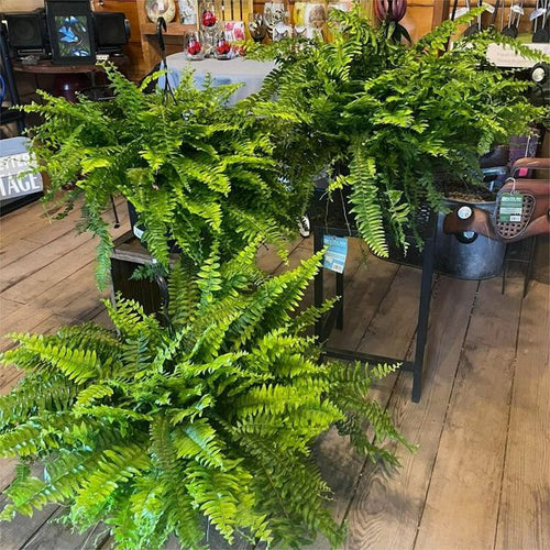 Last Day 75% OFF🌱--UV Resistant Lifelike Artificial Boston Ferns