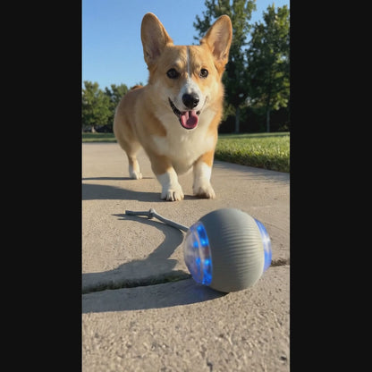 RoboChase Pet Toy Ball